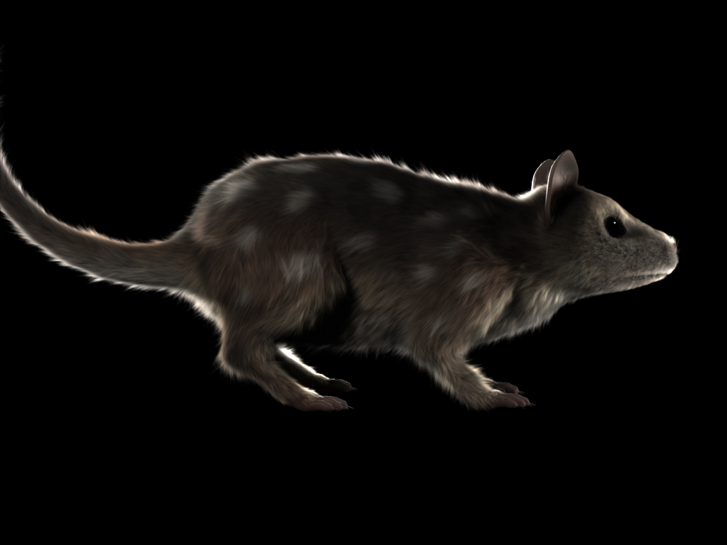 Quoll_03_side_07min07_4.5m_VraySSS.jpg