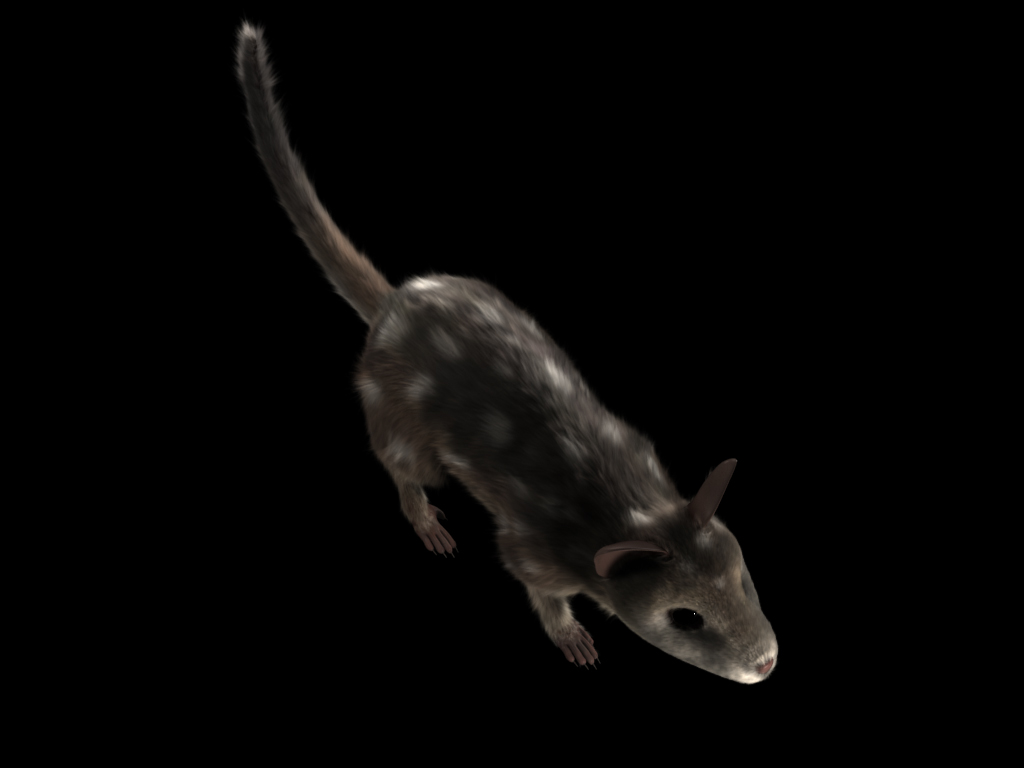 Quoll_03_topF_06min56_4.5m_VraySSS.jpg