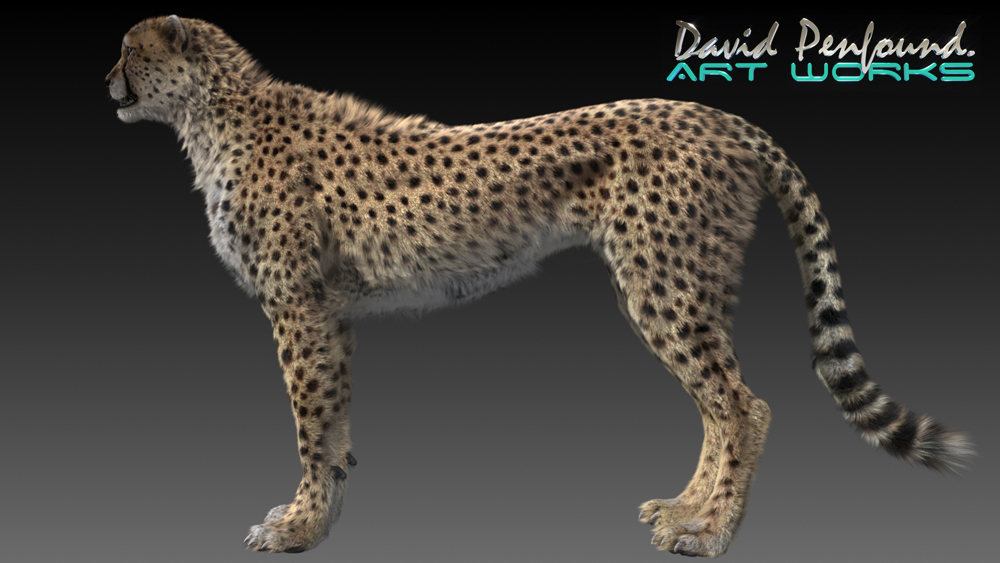 cheetah_test_v8.jpg