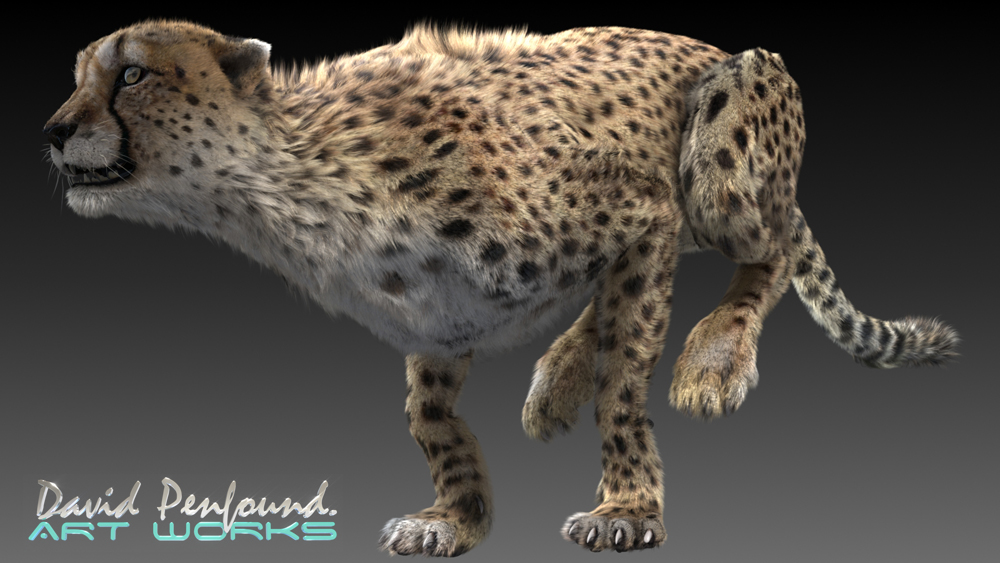 cheetah_test_v8d.jpg