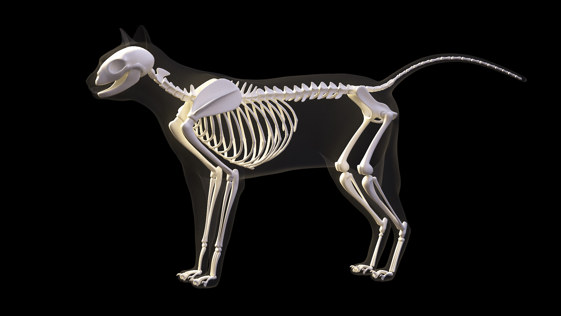 gato_comp_skeleton.jpg